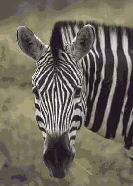 ������ Colored Pencil